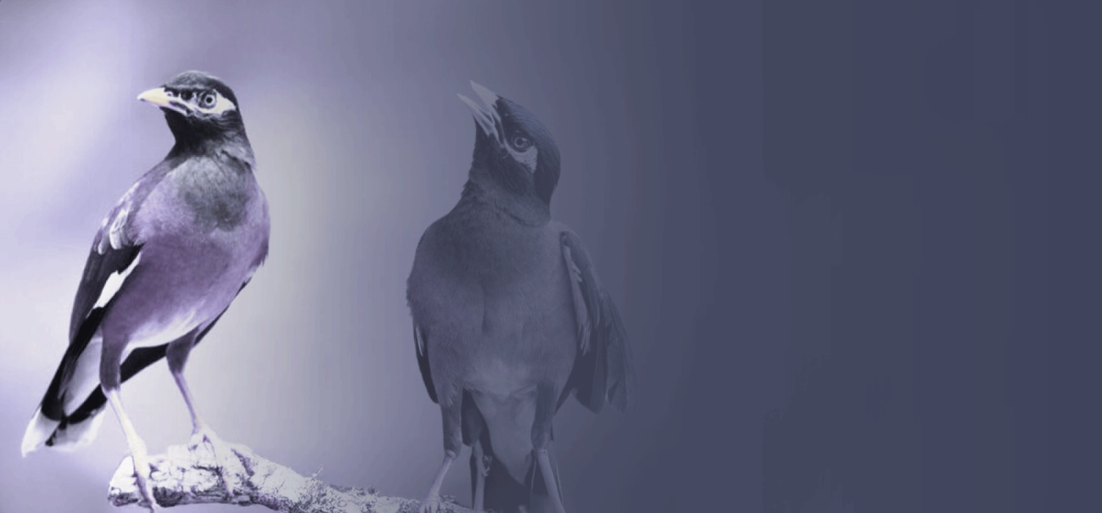 عنوان المقال